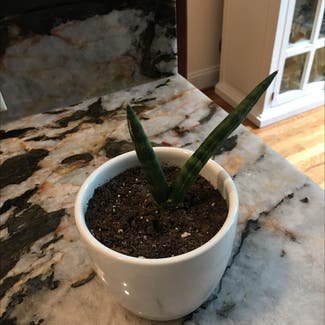 Cylindrical Snake Plant plant in Powhatan, Virginia