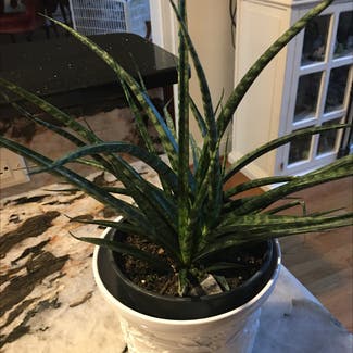 Cylindrical Snake Plant plant in Powhatan, Virginia
