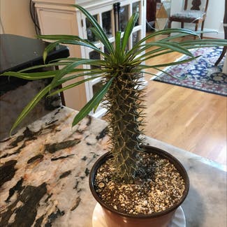 Madagascar Palm plant in Powhatan, Virginia
