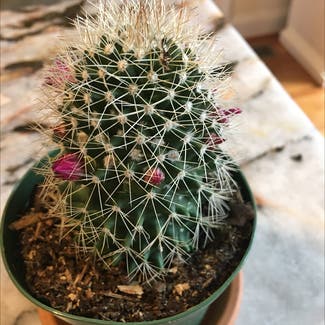 Little Nipple Cactus plant in Powhatan, Virginia