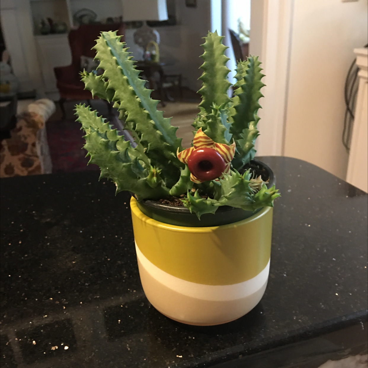 Lifesaver Cactus (Huernia zebrina) in a pot with a distinctive flower, indoor setting.