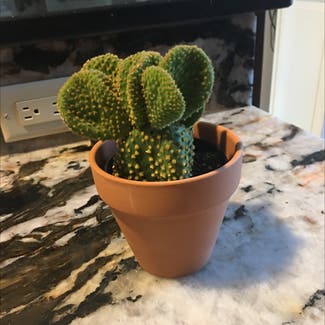 Bunny Ears Cactus plant in Powhatan, Virginia