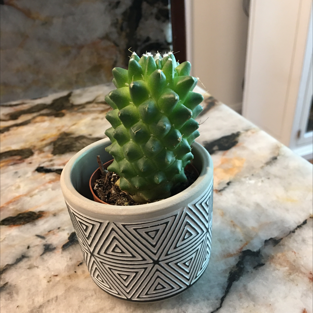 Pine Cone Cactus in a decorative pot on a marble surface.