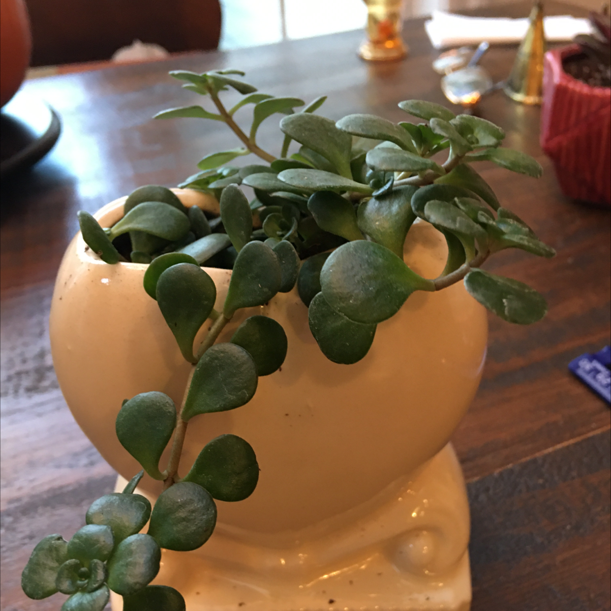 Chinese Sedum plant in a small, decorative pot on a wooden table.