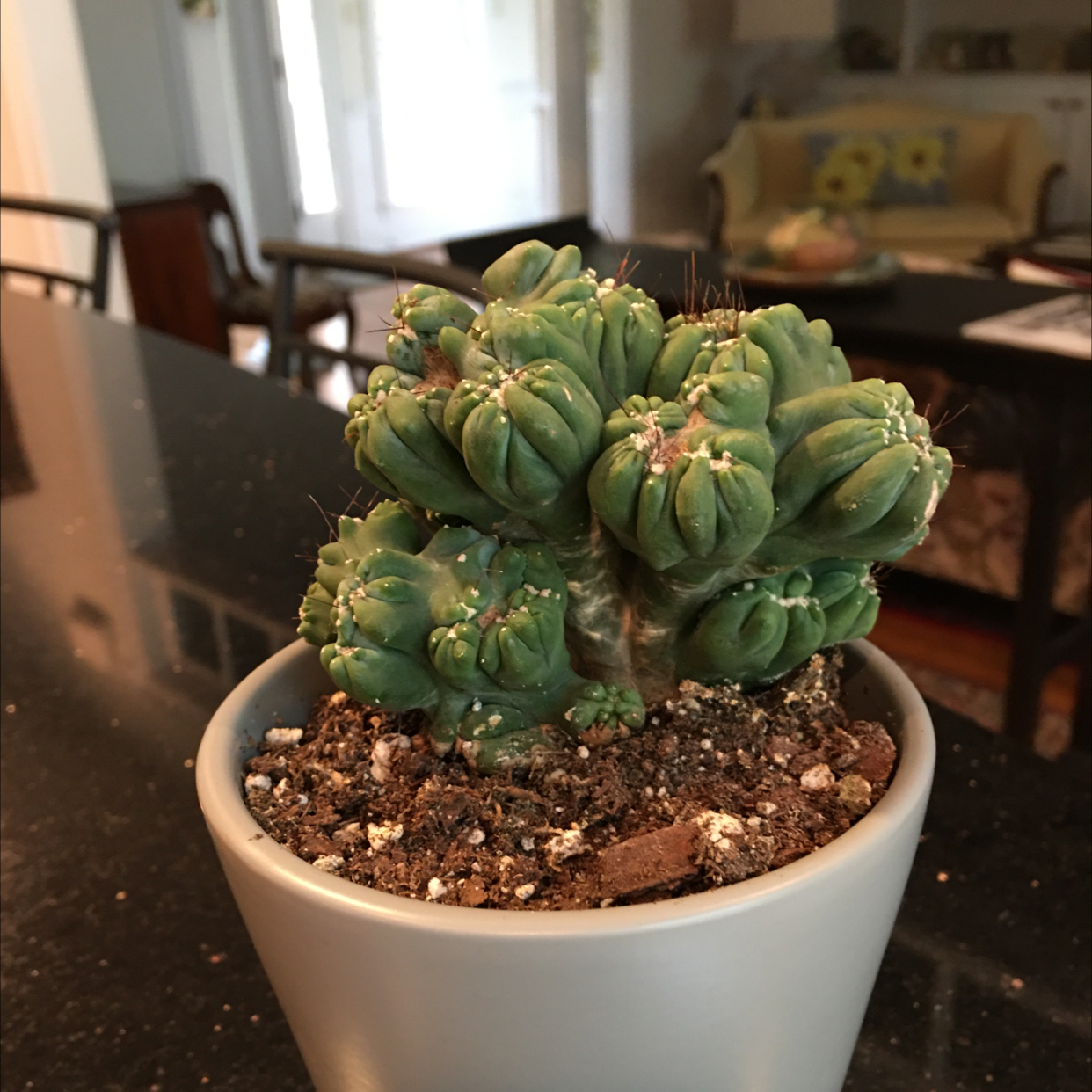 Potted Crested Blue Flame succulent with visible soil, well-framed and in focus.