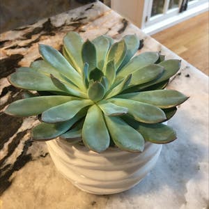 Pearl Echeveria plant photo by @Pegster named Pearl on Greg, the plant care app.