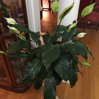 Peace Lily plant in Powhatan, Virginia