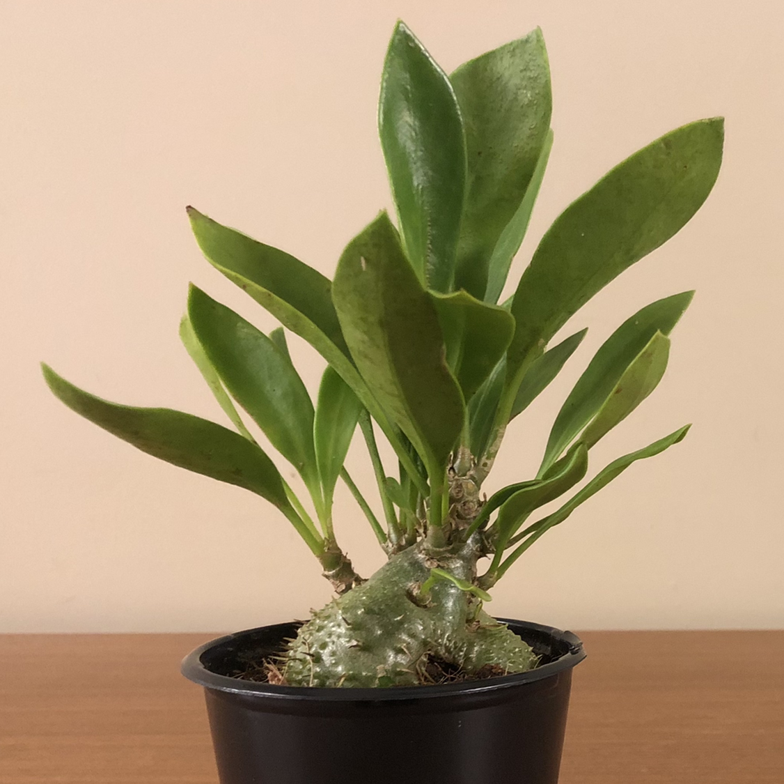 Photo of the plant species ant plant by Colton named Ralph on Greg, the plant care app