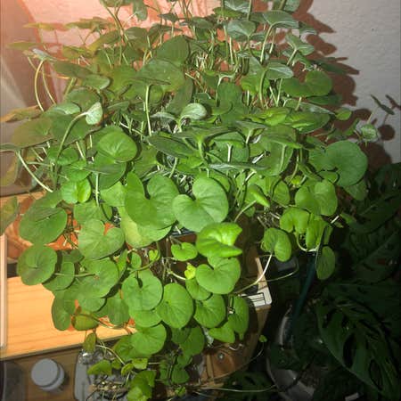Photo of the plant species Emerald Falls Dichondra by Desilooo named Marilyn on Greg, the plant care app