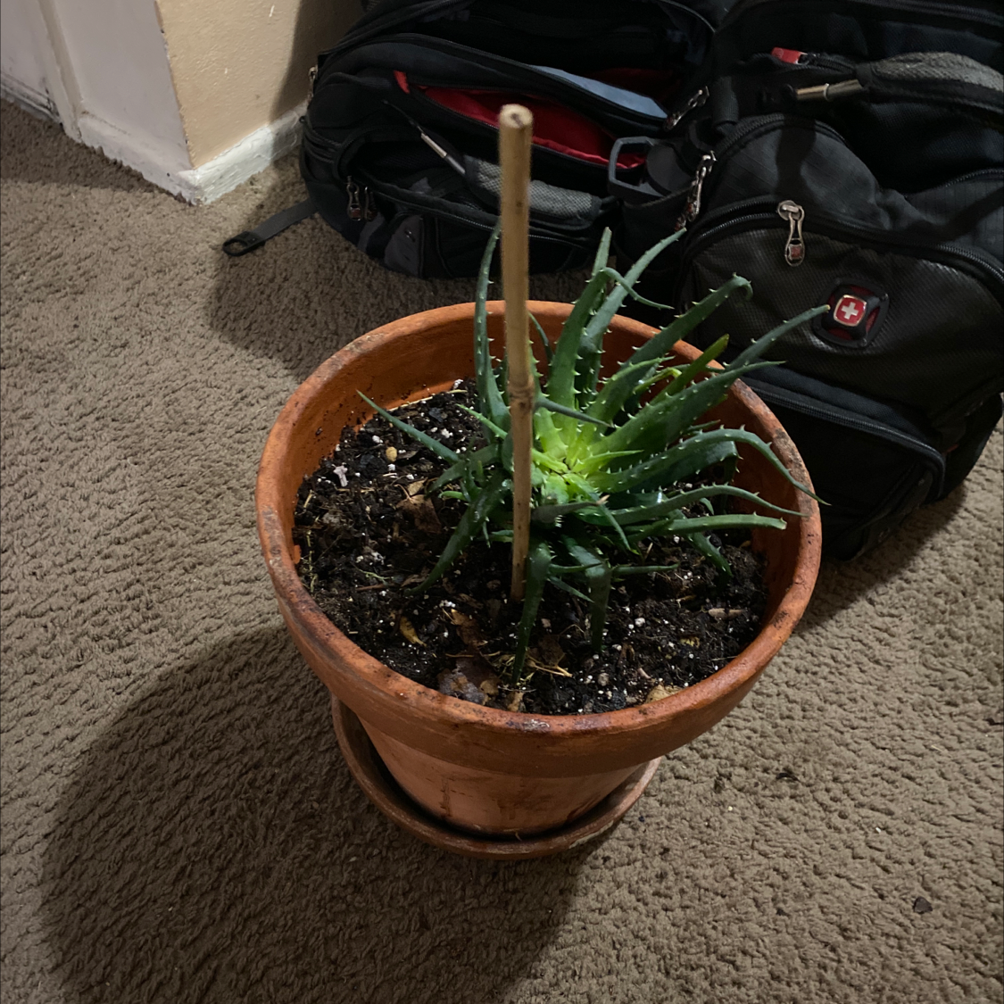 Potted Hedgehog Aloe plant with green leaves and visible soil.