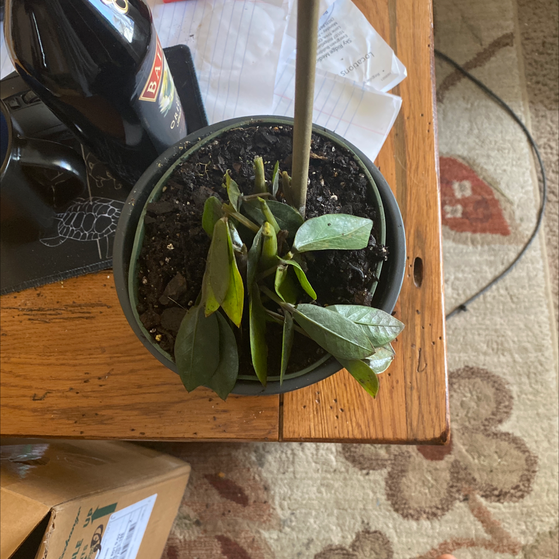 Zamioculcas Zamiifolia plant photo by Robert named Zz plant on Greg, the plant care app.