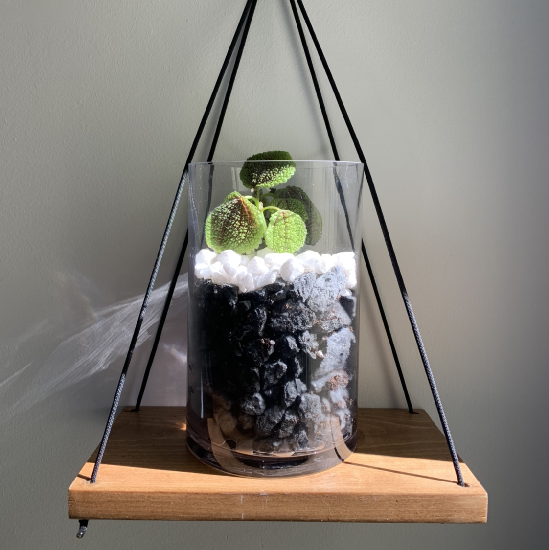 Iron Cross Begonia plant in a glass container with layered soil and white pebbles.