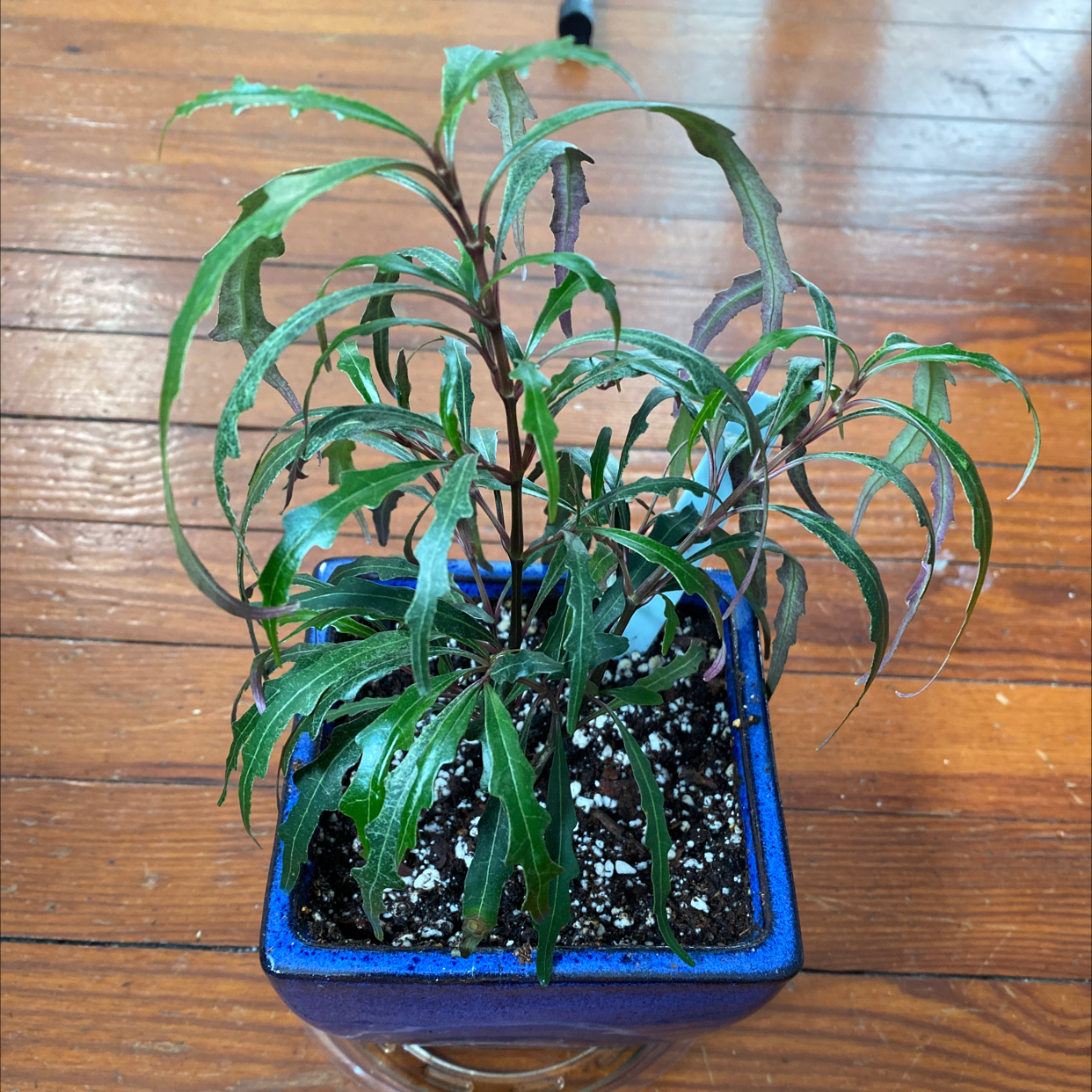Photo of the plant species Twilight Orchid by Michael named Twilight Orchid on Greg, the plant care app