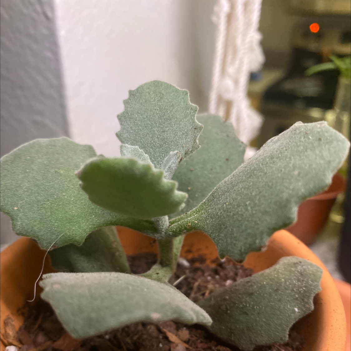 Felt Bush plant photo by @Pcerdas named Faith on Greg, the plant care app.