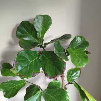 Fiddle Leaf Fig plant in Ottignies-Louvain-la-Neuve, Région Wallonne