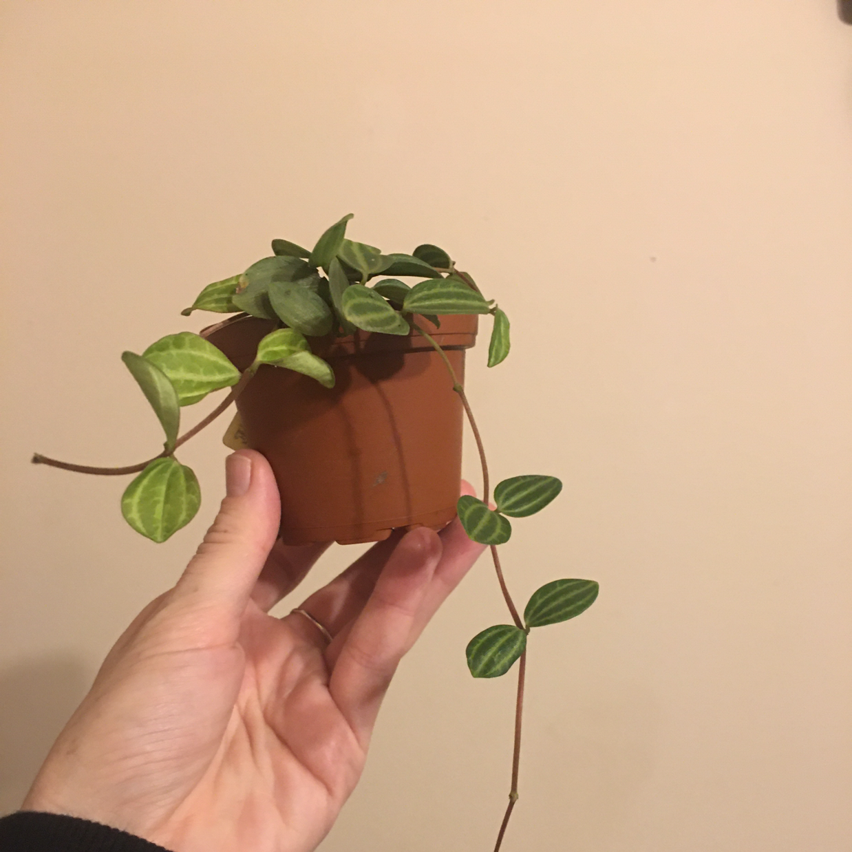 A healthy Watermelon Dischidia plant in a small pot, held by a hand.