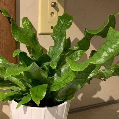 Photo of the plant species Java Fern by Nicolechristina named Larry on Greg, the plant care app