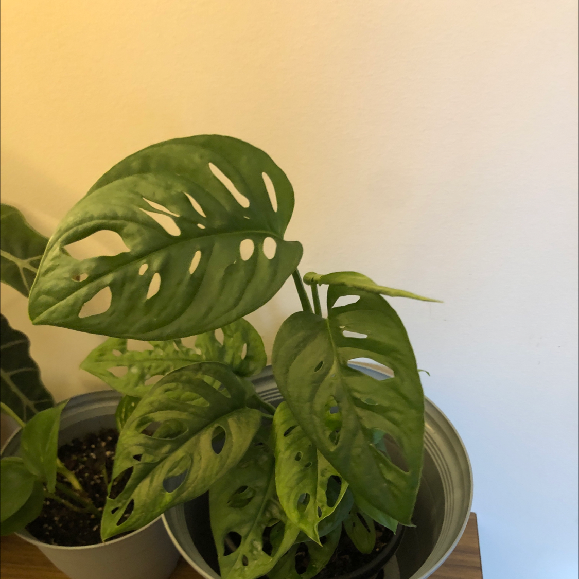 Photo of the plant species Monstera adansonii 'Laniata' by Oliver named Monster tm on Greg, the plant care app