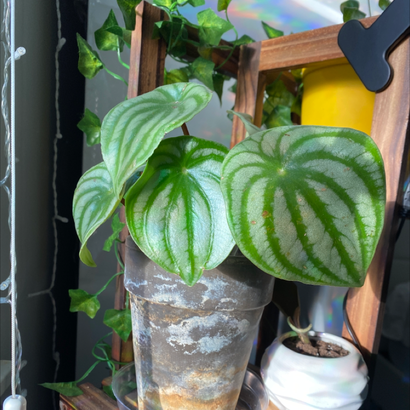 Watermelon Peperomia plant photo by @Semilla_person6 named Watermelon pepperoni on Greg, the plant care app.