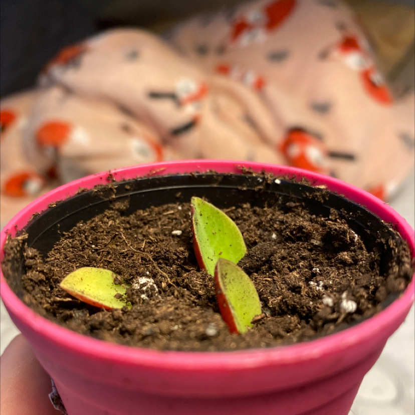 Peperomia Red Log plant in a pink pot with emerging leaves and visible soil.