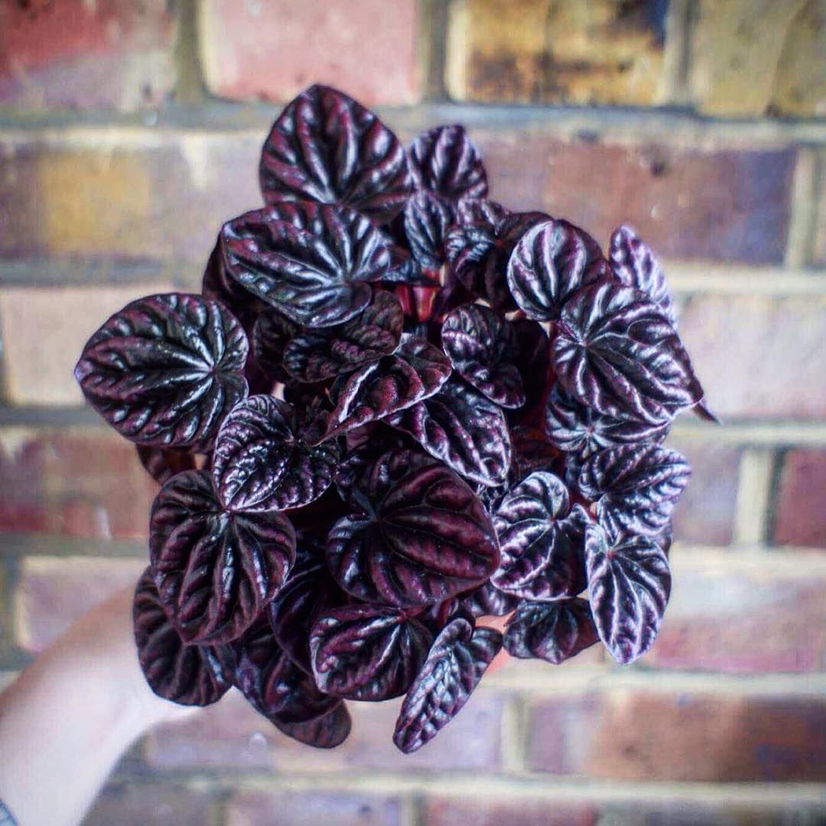 Photo of the plant species Emerald Ripple Peperomia by Olivia named Red Luna on Greg, the plant care app