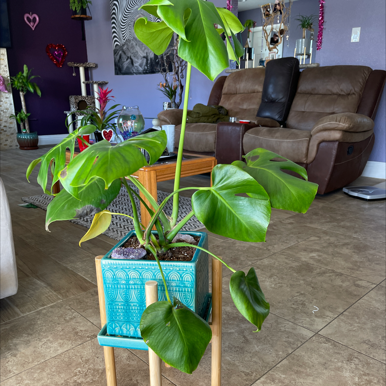 Monstera plant photo by @Haavs named Swiss on Greg, the plant care app.