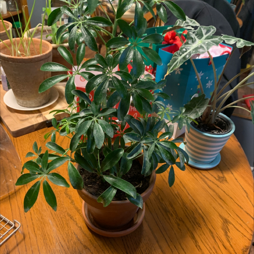 Healthy Dwarf Umbrella Tree houseplant with glossy green leaves in a ceramic pot, surrounded by other plants on a wood surface.
