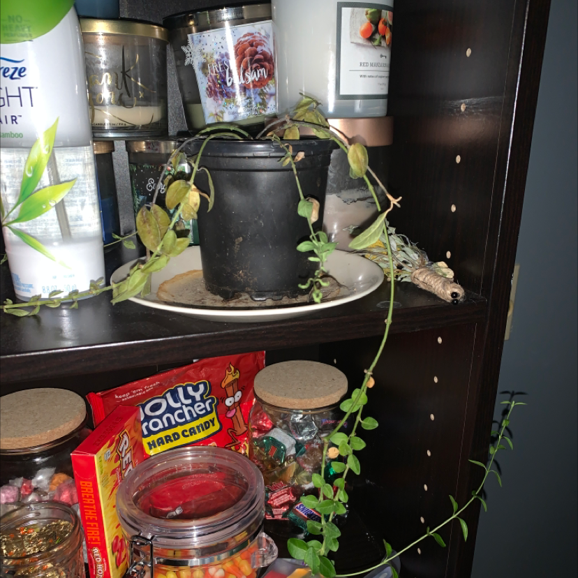 Potted Greater Periwinkle plant with trailing vines and slight leaf yellowing, on a shelf with various food items.