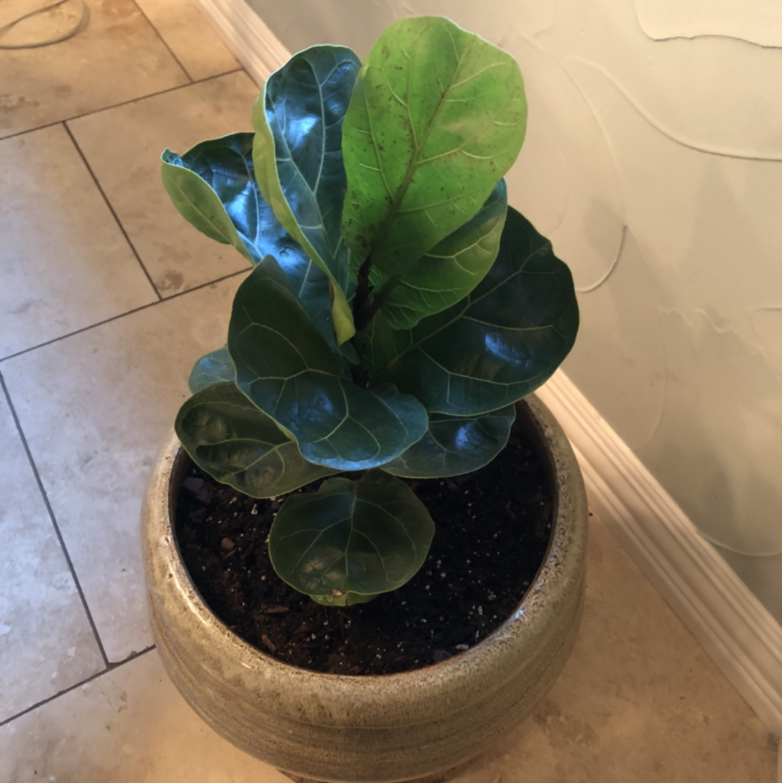 Dwarf Fiddle Leaf Fig plant in a pot with mostly healthy green leaves and slight yellowing on one leaf.