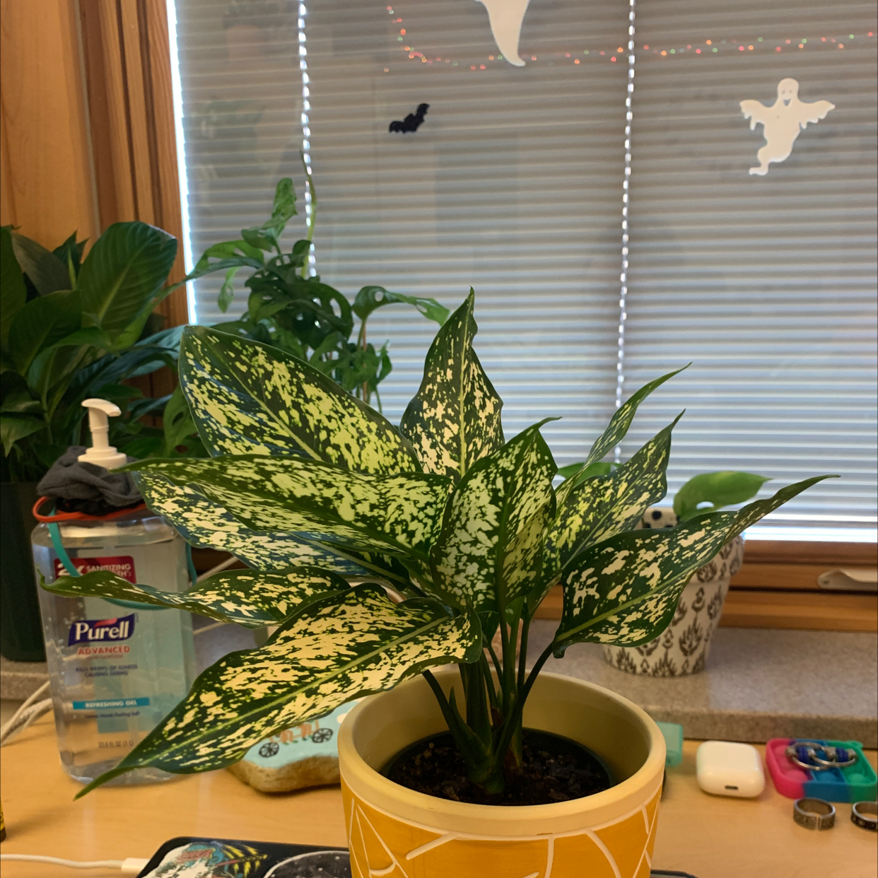 Aglaonema 'Spring Snow' plant in a decorative pot on a desk near a window.