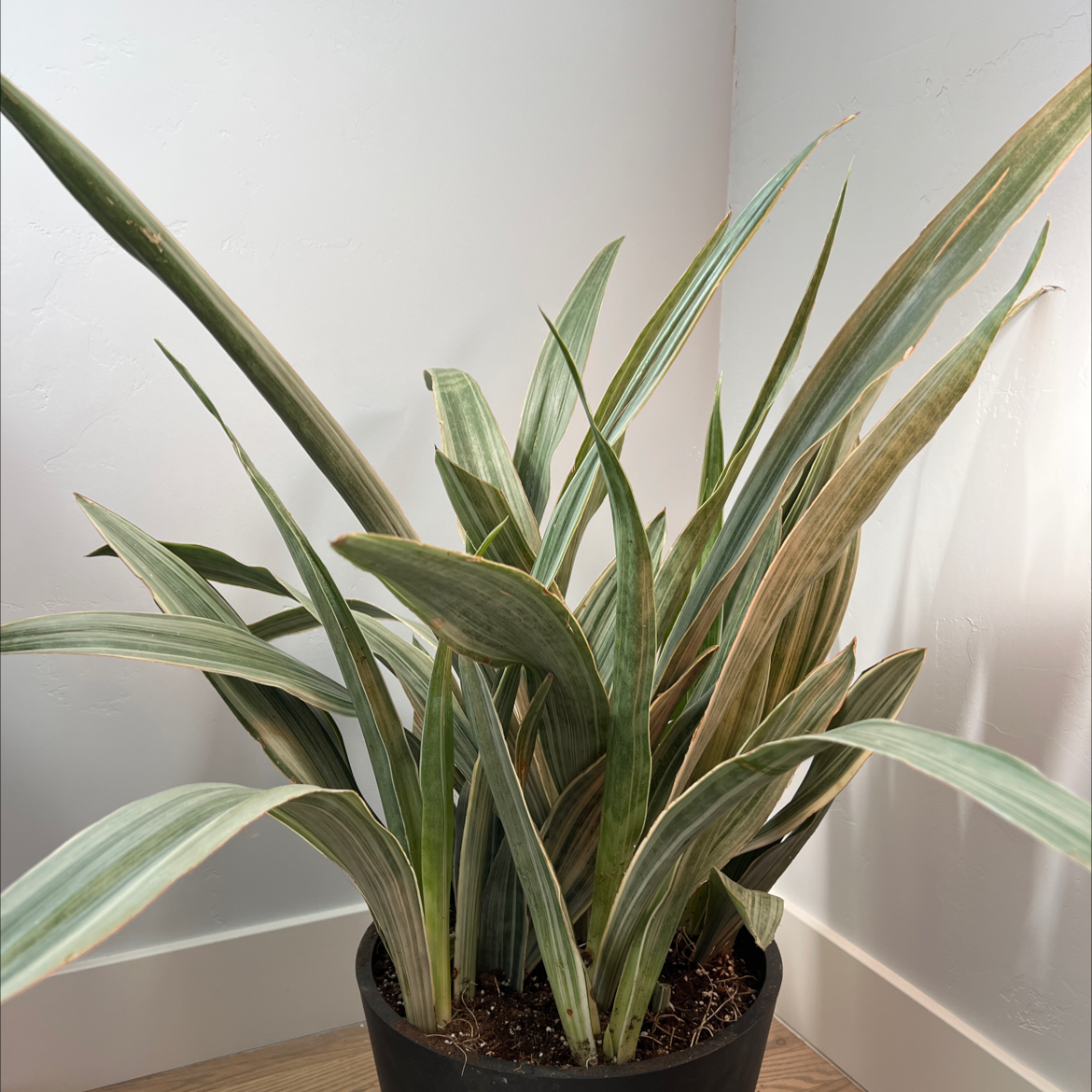 Metallica Snake Plant in a black pot with some leaf discoloration against a white wall.