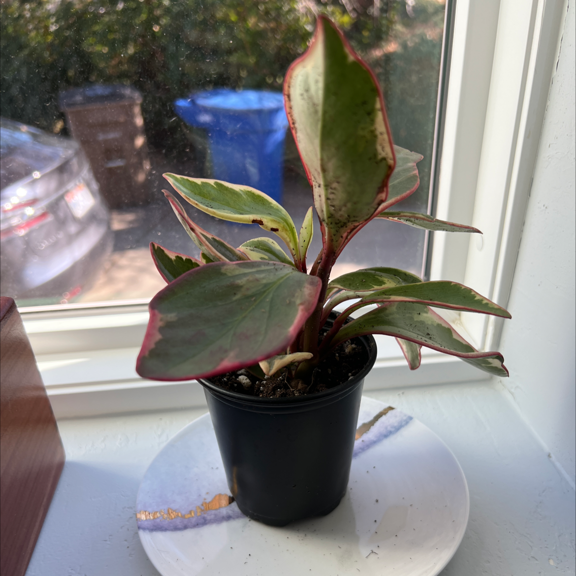 Jelly Peperomia plant in a black pot on a white plate near a window.
