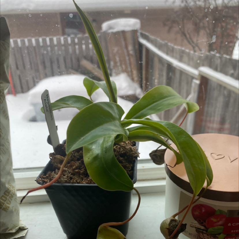 Photo of the plant species Nepenthes inermis by Kaiya named Achilles on Greg, the plant care app