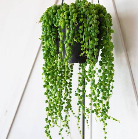 Photo of the plant species String of Pearls by Pamela named Sally on Greg, the plant care app