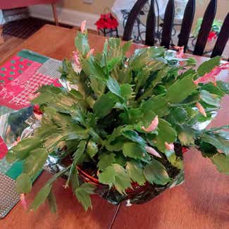 False Christmas Cactus plant in Mishawaka, Indiana