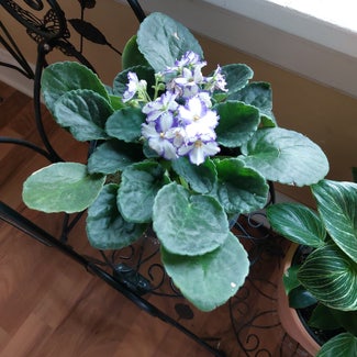 Kenyan Violet plant in Mishawaka, Indiana
