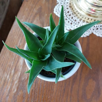 Aloe vera plant in Mishawaka, Indiana