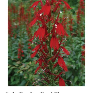 Cardinal Flower plant in Somewhere on Earth