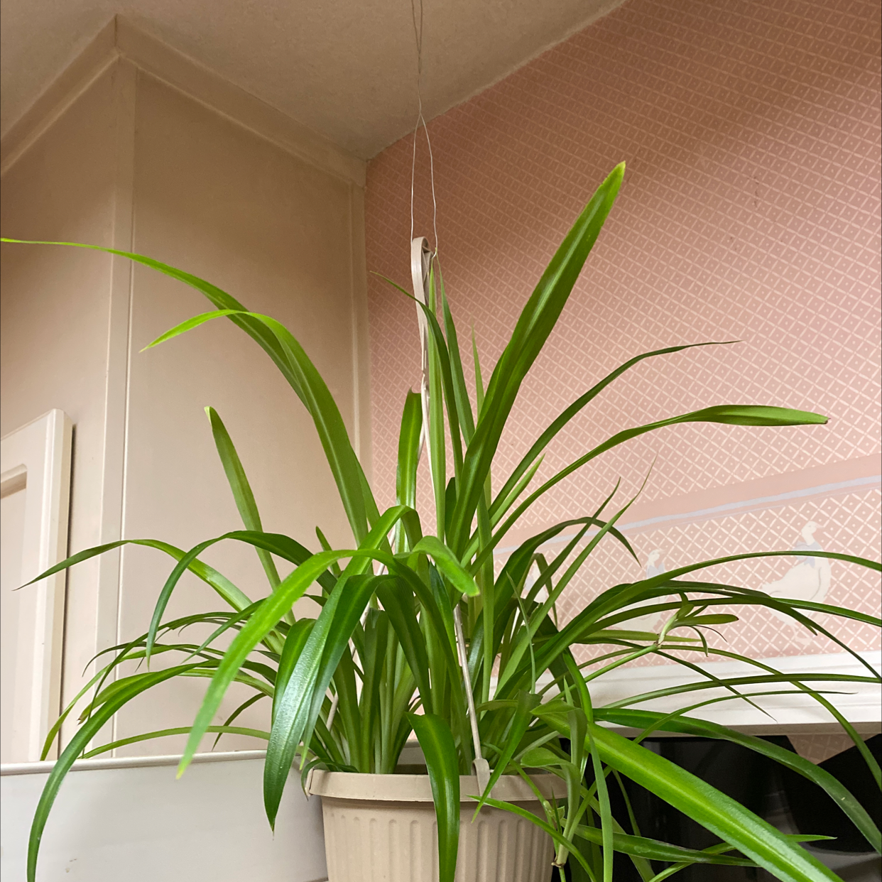 Spider Plant plant photo by @chyllo named Sylphie on Greg, the plant care app.