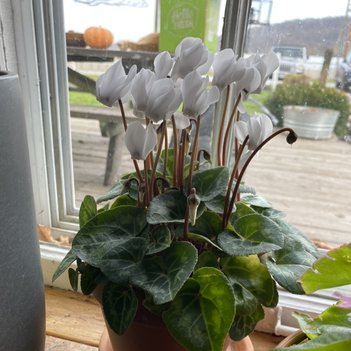 Healthy potted Persian Cyclamen plant with abundant white flowers and variegated foliage sits on a windowsill.