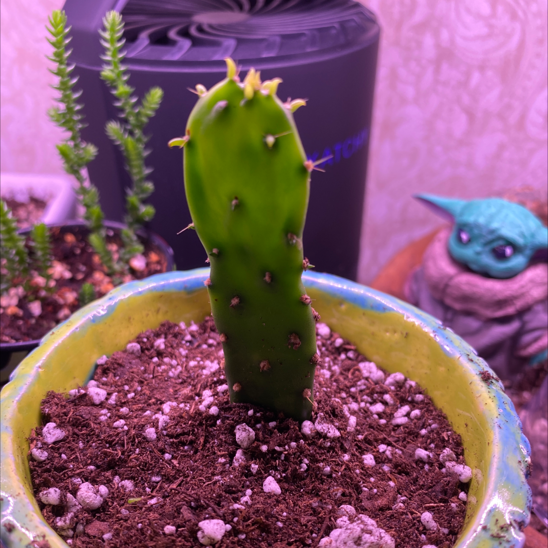 Photo of the plant species Few-Spined Marble-Seeded Prickly Pear by @jdrummond named Tiberius on Greg, the plant care app