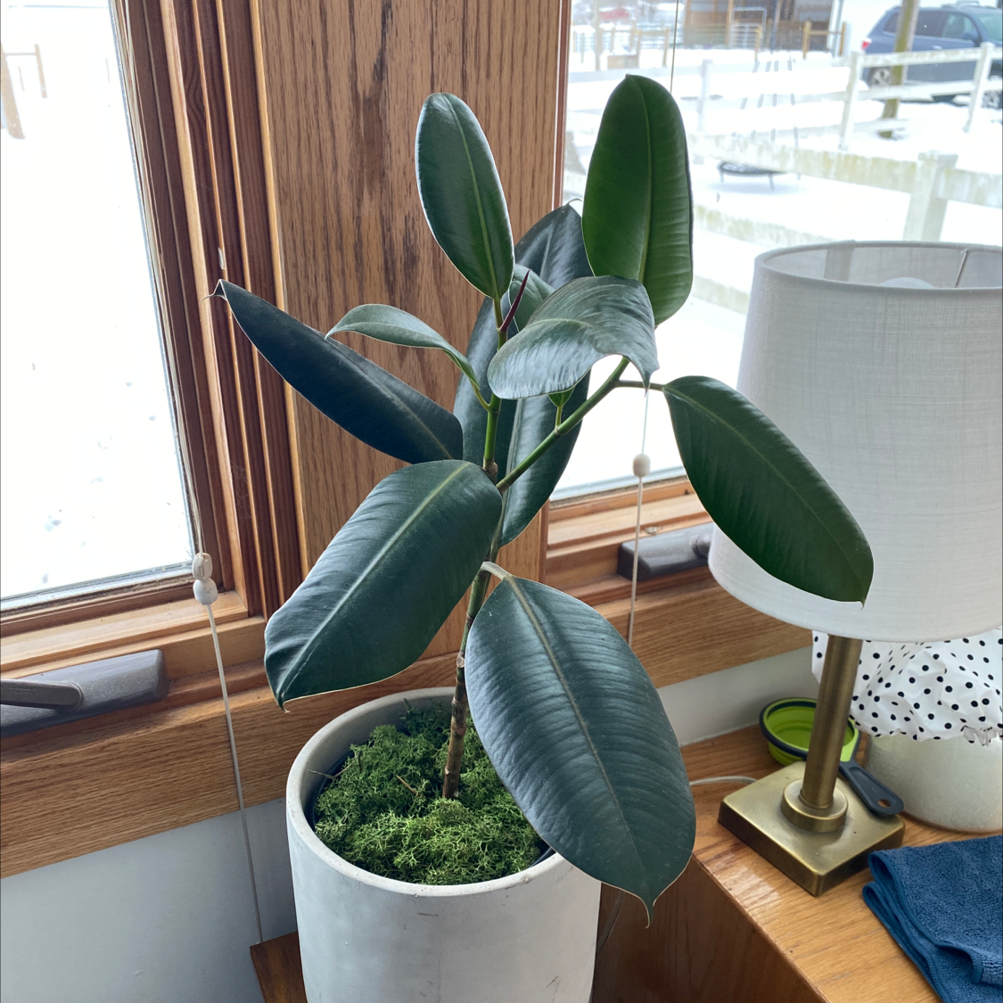 Burgundy Rubber Tree in a white pot near a window, appearing healthy with dark green leaves.