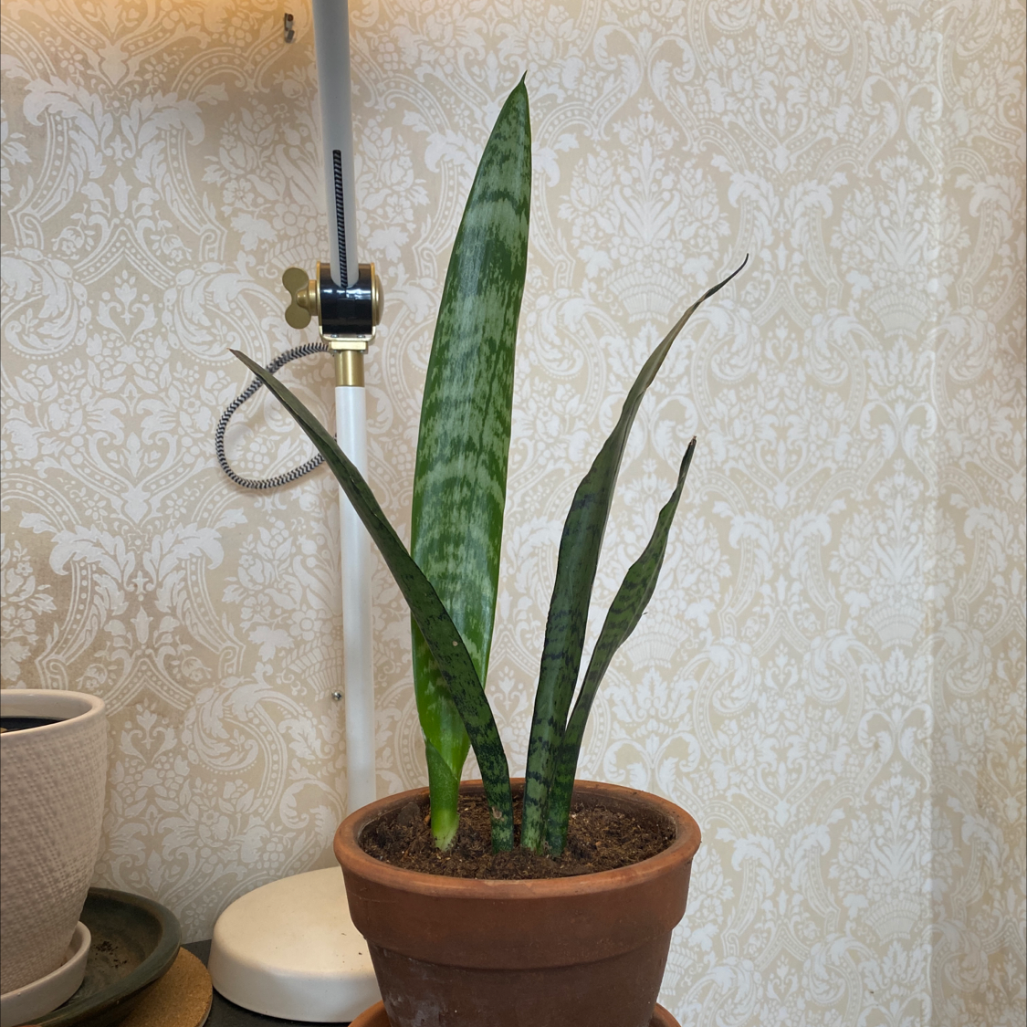Black Coral Snake Plant in a terracotta pot with green leaves, lamp and patterned wallpaper in the background.
