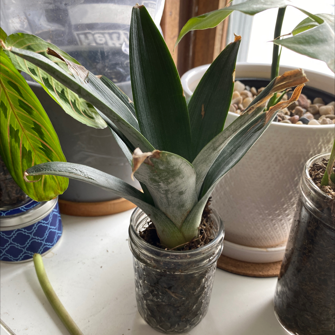 Healthy young pineapple plant growing in a glass jar surrounded by other small potted plants and decor.