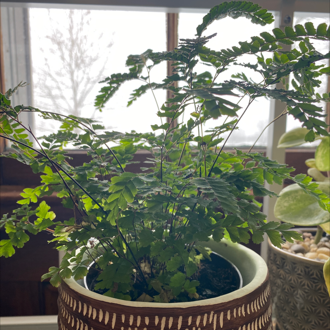 Maidenhair Fern in a decorative pot with vibrant green leaves, placed near a window.