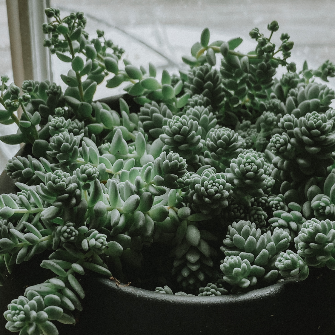 Healthy Corsican Stonecrop succulents in a pot.