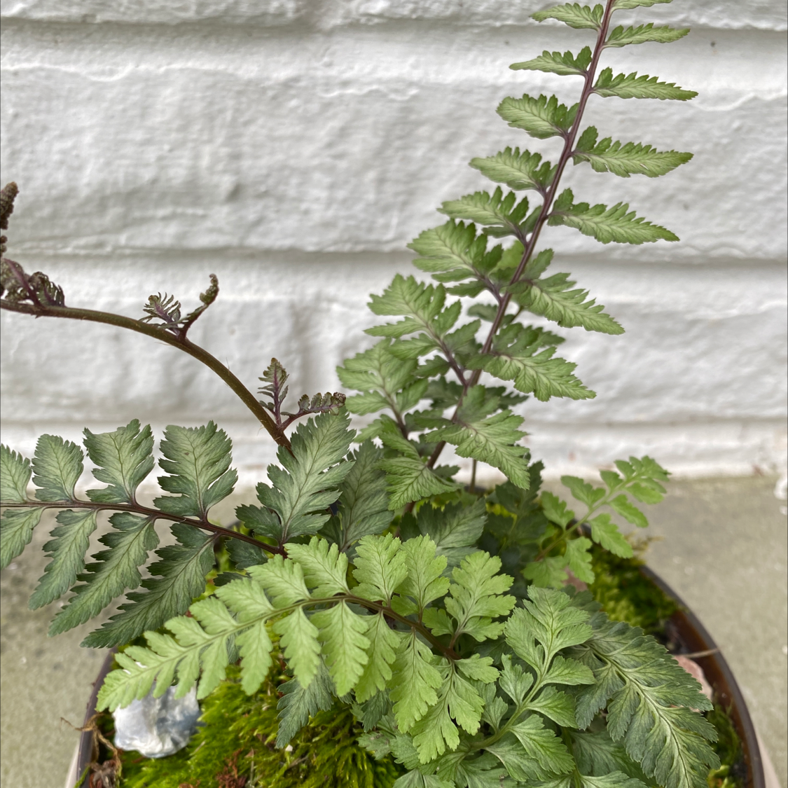 Photo of the plant species Japanese Painted Fern by @jdrummond named Godzilla on Greg, the plant care app