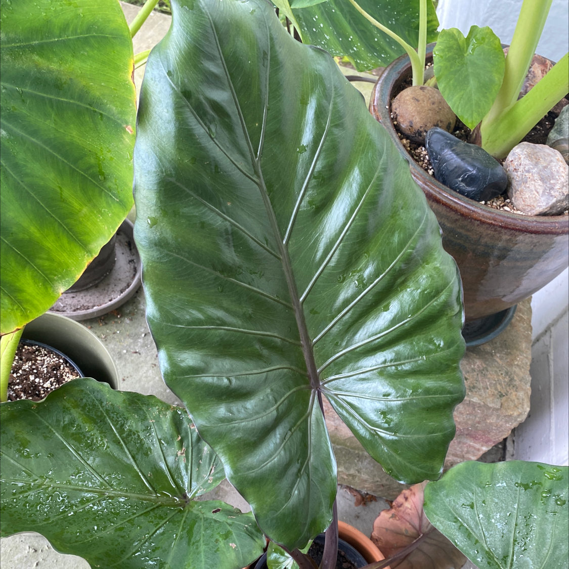 Image of a healthy Giant Taro plant with large, glossy leaves and visible veins.