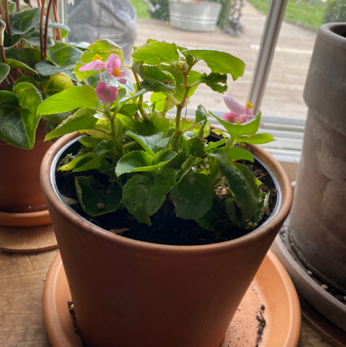 Potted Clubed Begonia with green leaves and pink flowers near a window.