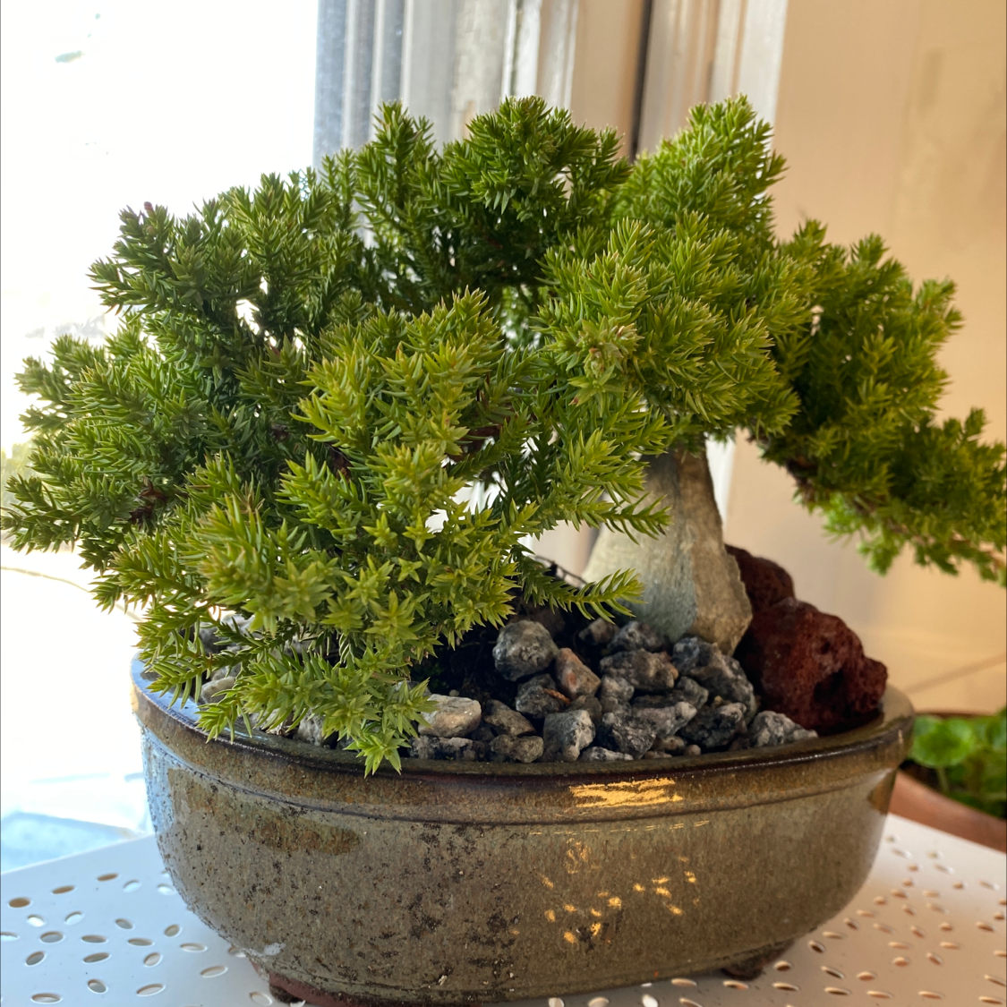 Healthy Sargent Juniper bonsai in a pot with rocks, well-framed and in focus.